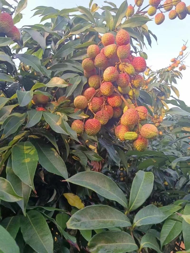【包邮】海南妃子笑荔枝，支持一件代发，规格齐全，现货直发。
