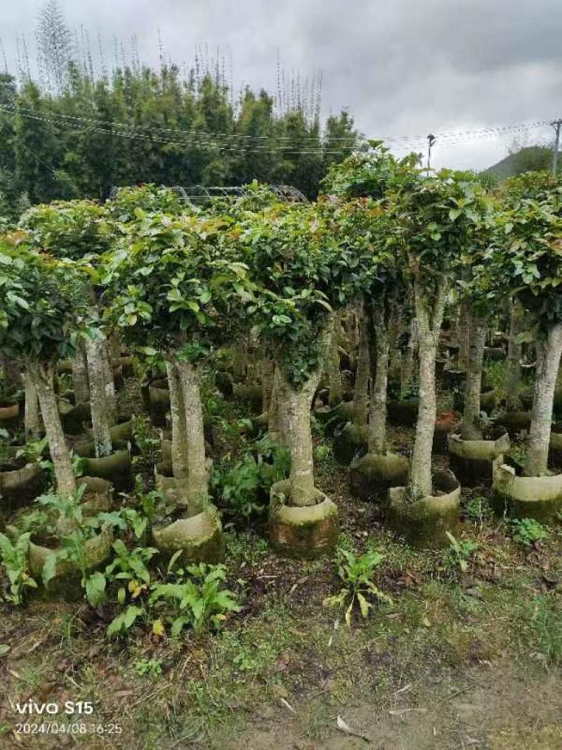 基地长期供应红豆杉杯苗