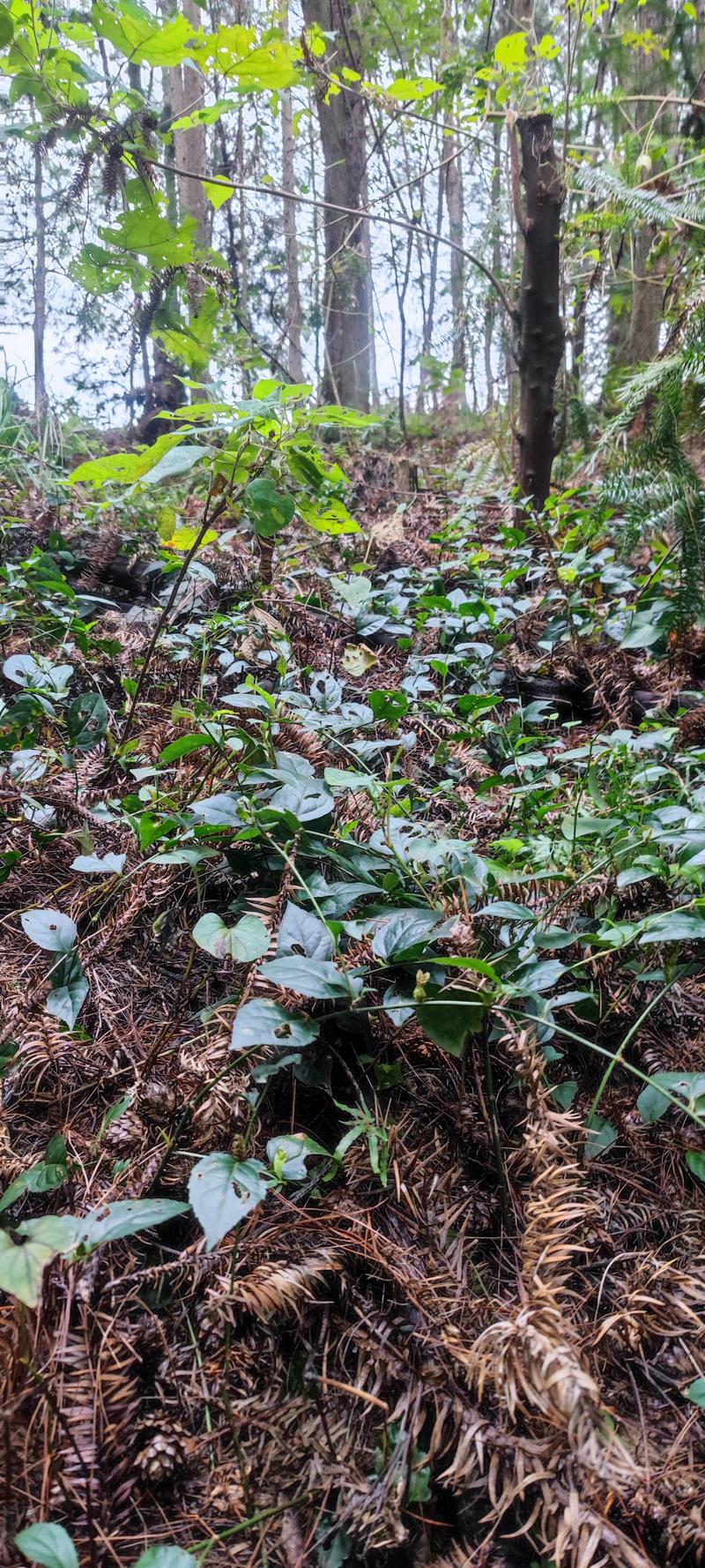 山区野生现采新鲜腹水草，干货鲜货均有，自然晒干，欢迎采购