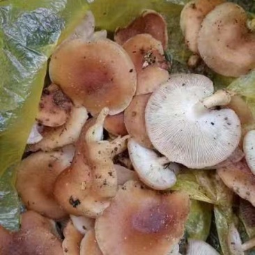 野生蘑菇，云南大山里采摘的新鲜蘑菇