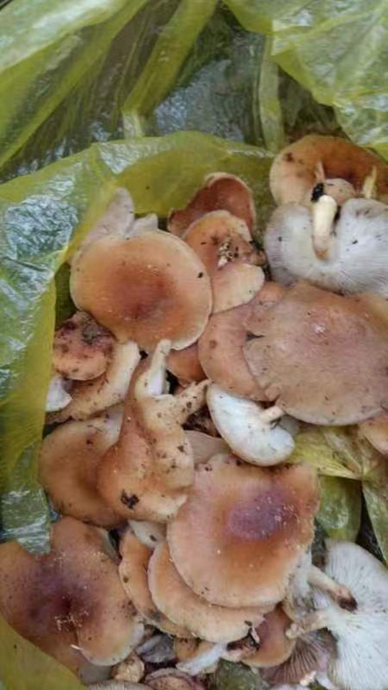 野生蘑菇，云南大山里采摘的新鲜蘑菇