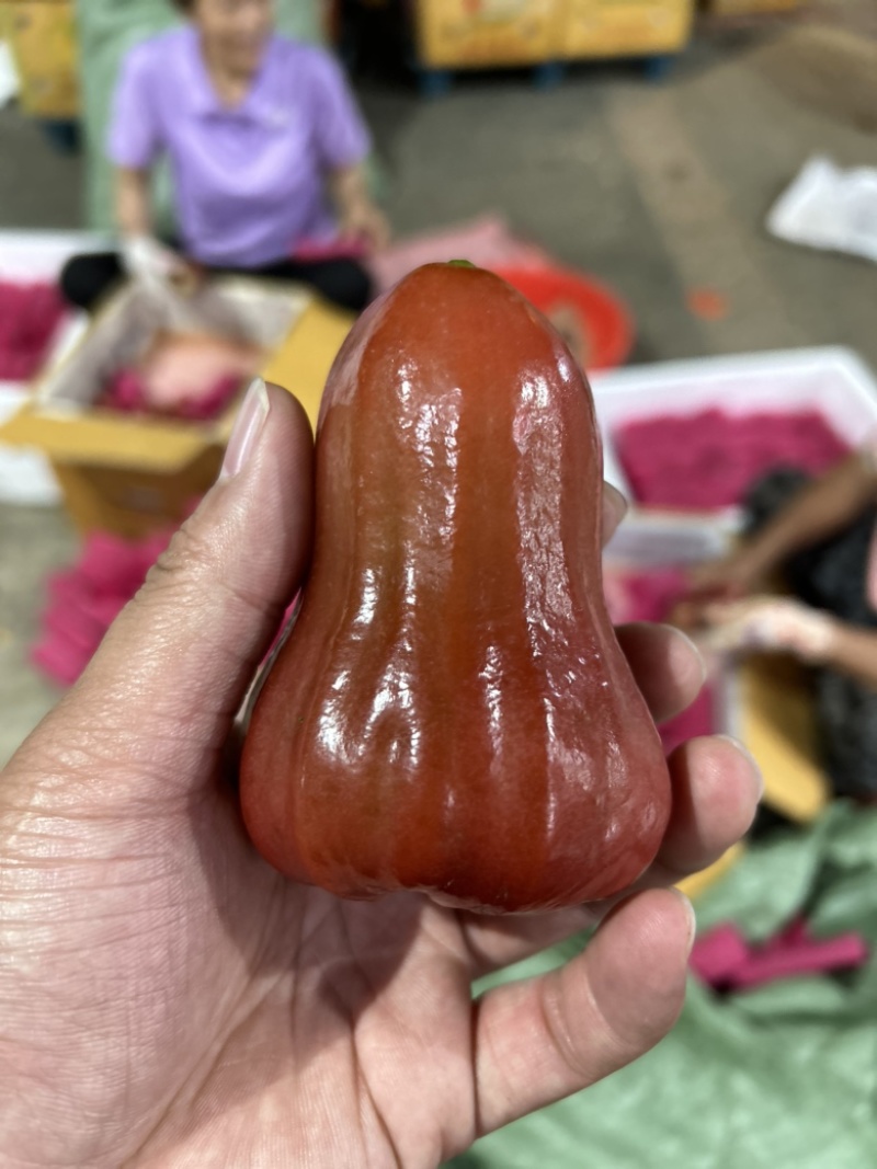 海南莲雾黑金刚产地包园代办供应全国批发市场档口社区团购！
