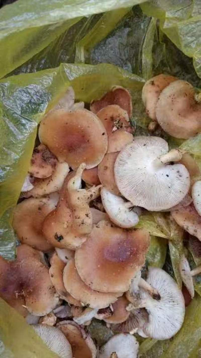 野生蘑菇，云南大山里采摘的新鲜蘑菇