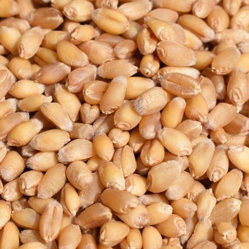 2024年新小麦农家自种小麦带壳小麦粒可做种子食用麦子