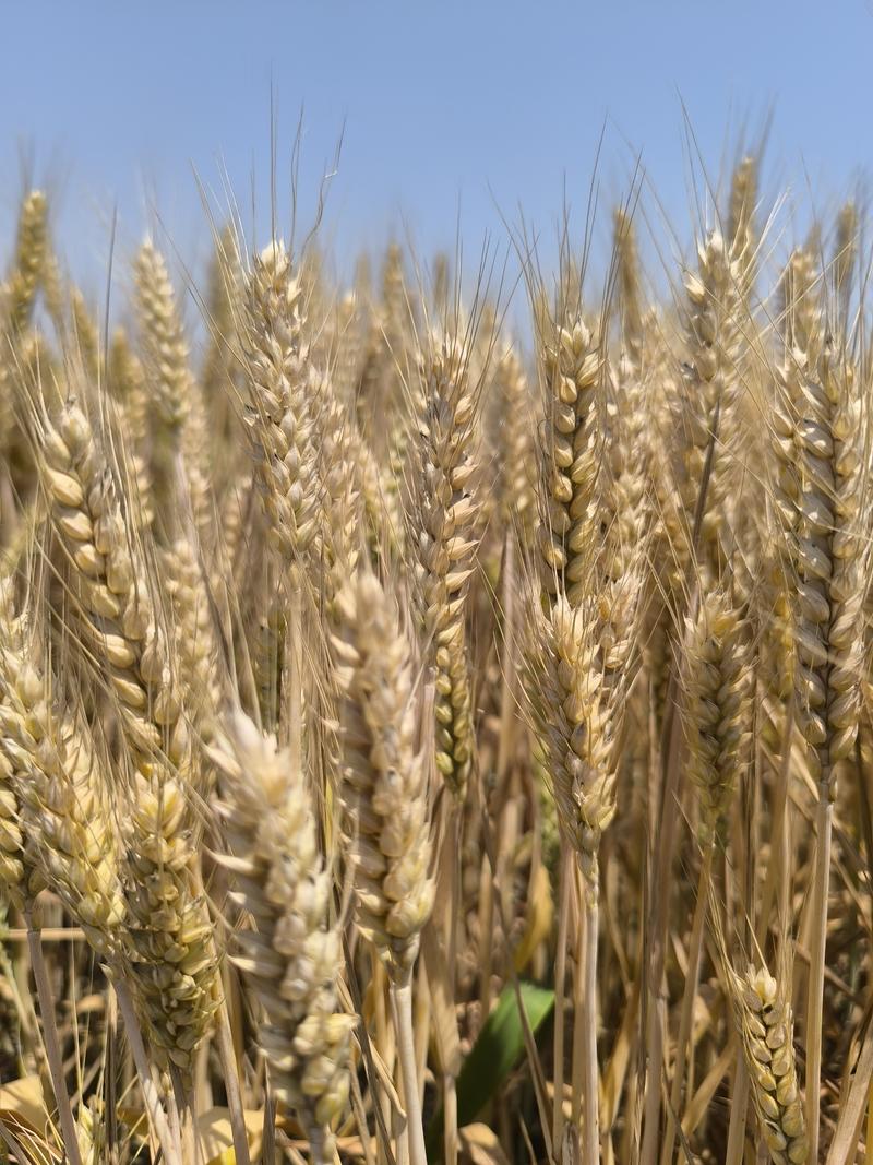 2024年新小麦农家自种小麦带壳小麦粒可做种子食用麦子