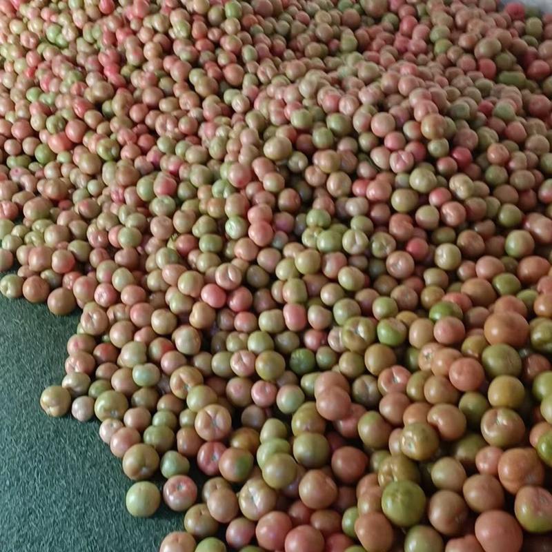 刚上市的新货，价格不高精品西红柿产地一手货源