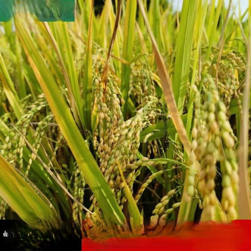 珍珠米，号外号外湿谷珍贵、惠东本地珍贵湿谷，大量批发价、
