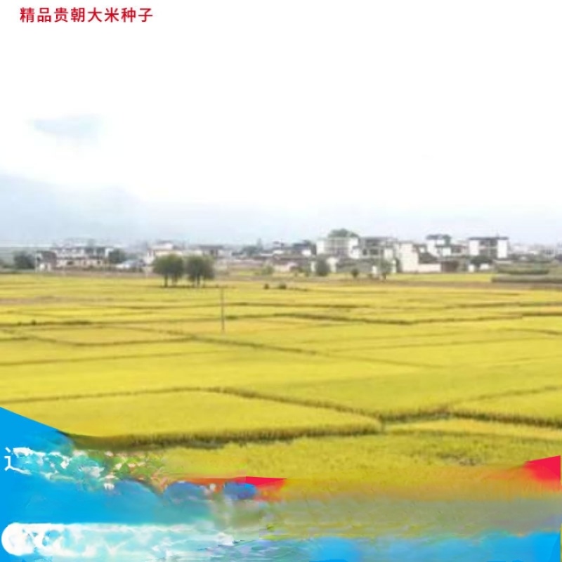珍珠米，号外号外湿谷珍贵、惠东本地珍贵湿谷，大量批发价、