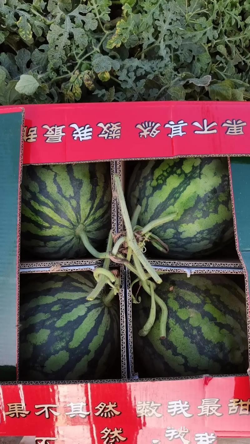 【无籽美都】陕西蒲城/糖度高皮薄砂甜产地直销…
