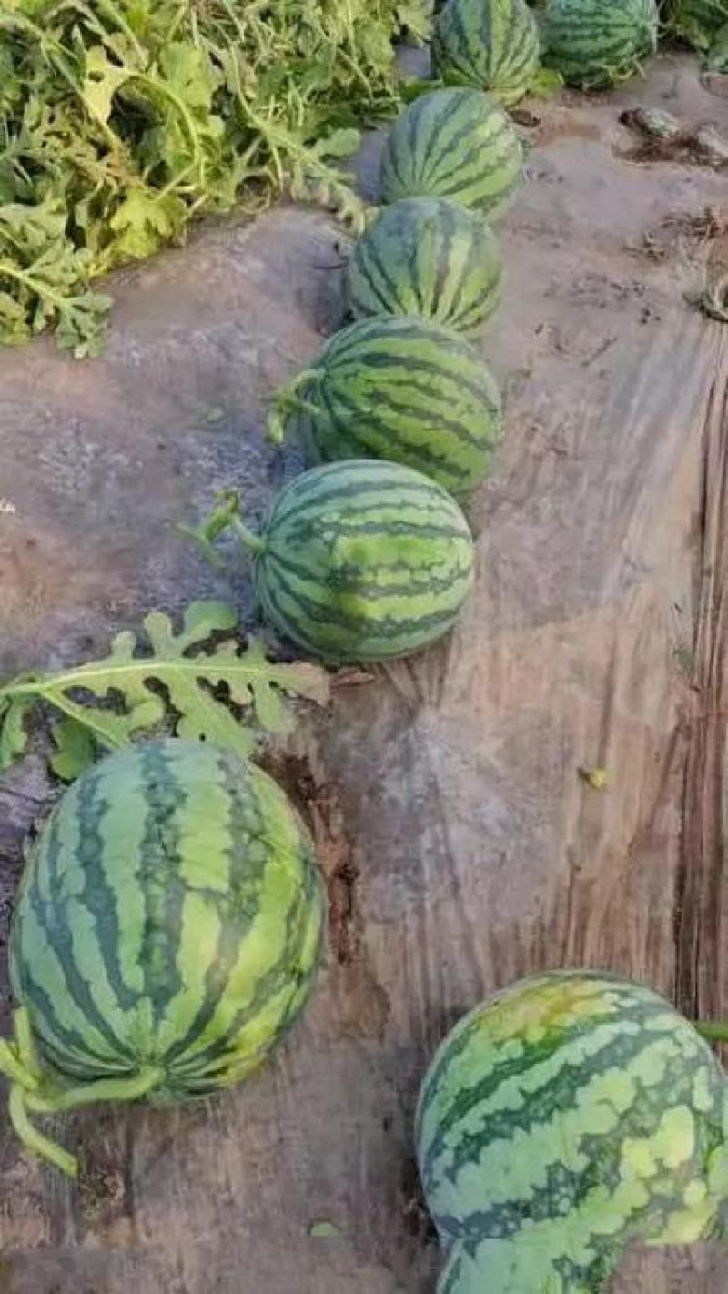 【无籽美都】陕西蒲城/糖度高皮薄砂甜产地直销…