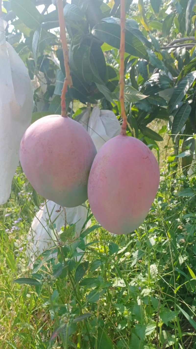 《热龙芒果》清甜的热龙芒果代收一条龙服务四川攀枝花