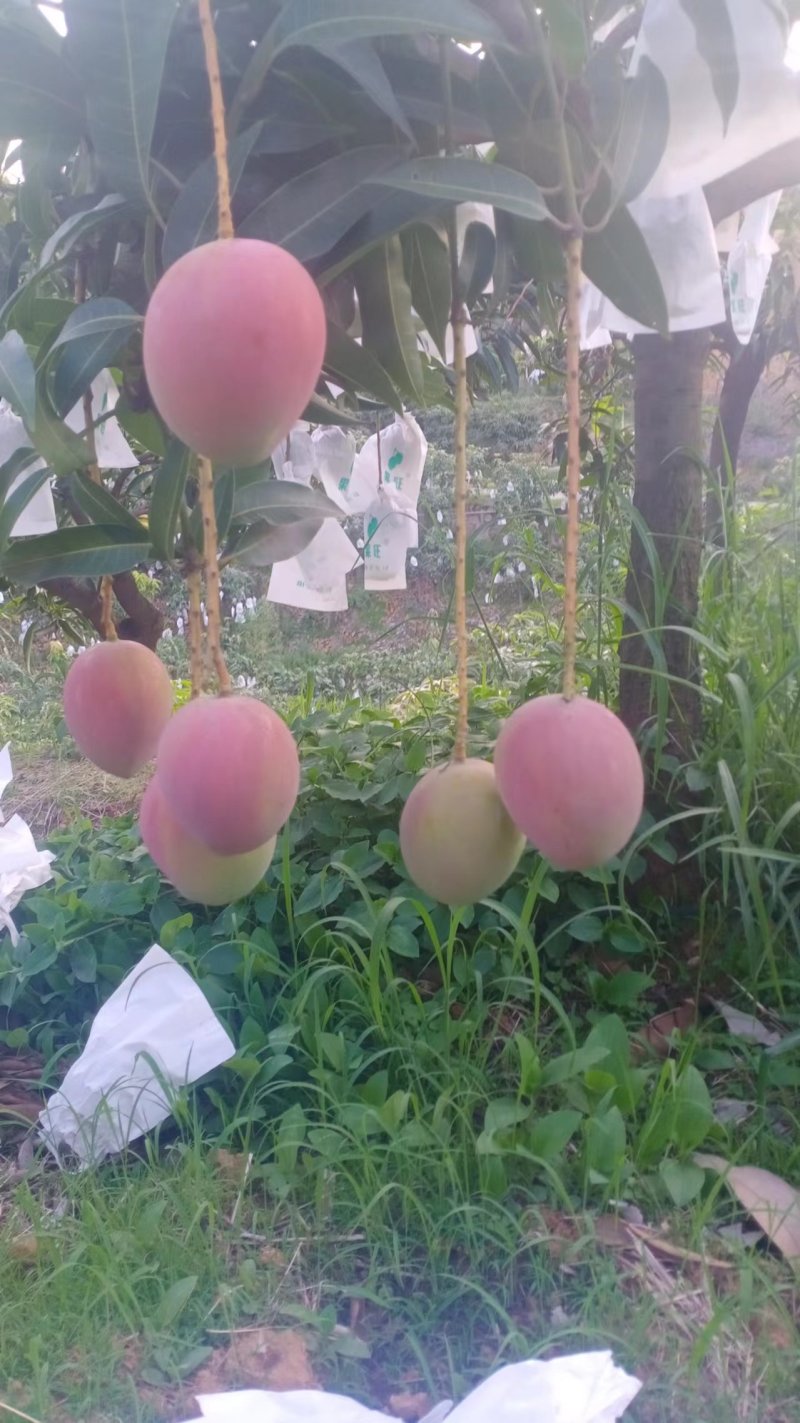 《热龙芒果》清甜的热龙芒果代收一条龙服务四川攀枝花