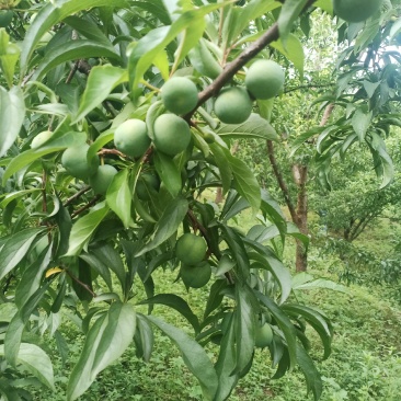 蜂糖李