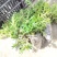首单直降混色重瓣太阳花苗盆栽带根花卉阳台庭院四季开花室外
