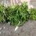 首单直降混色重瓣太阳花苗盆栽带根花卉阳台庭院四季开花室外