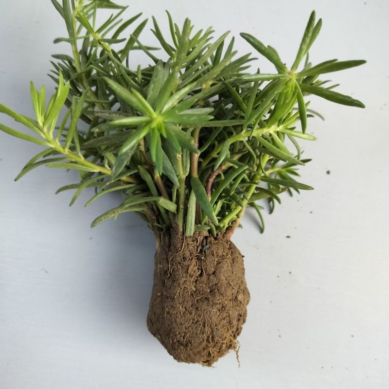 首单直降混色重瓣太阳花苗盆栽带根花卉阳台庭院四季开花室外