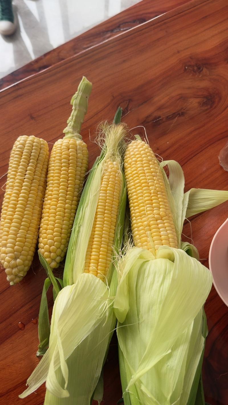 大家好今天是5月17号横县甜玉米，开始大量上市了，欢迎合作