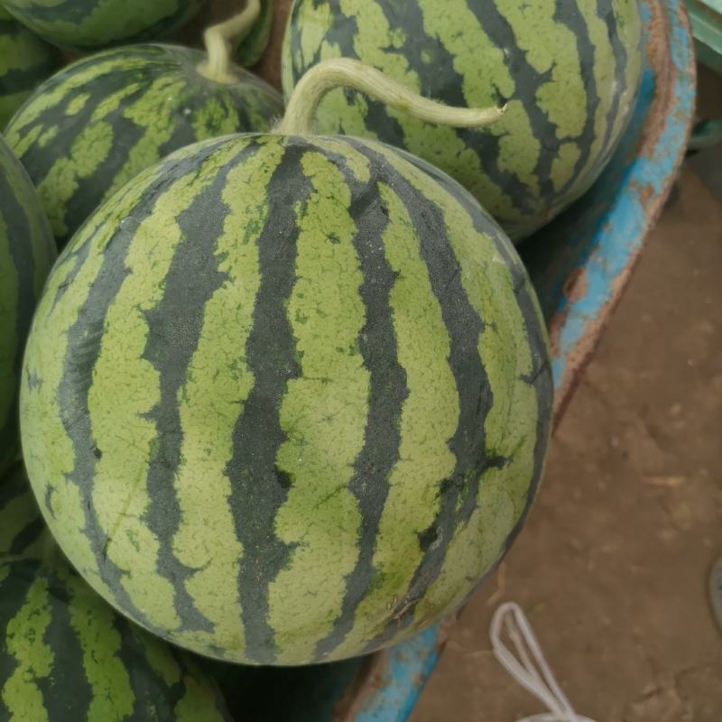 美都西瓜，产地直供，大量上市中，欢迎来电咨询