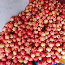 《突尼斯软籽石榴》酸甜石榴均可代收供货攀枝花原产地
