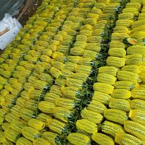 山东博洋9号甜瓜产地直供货源充足保质保量全国