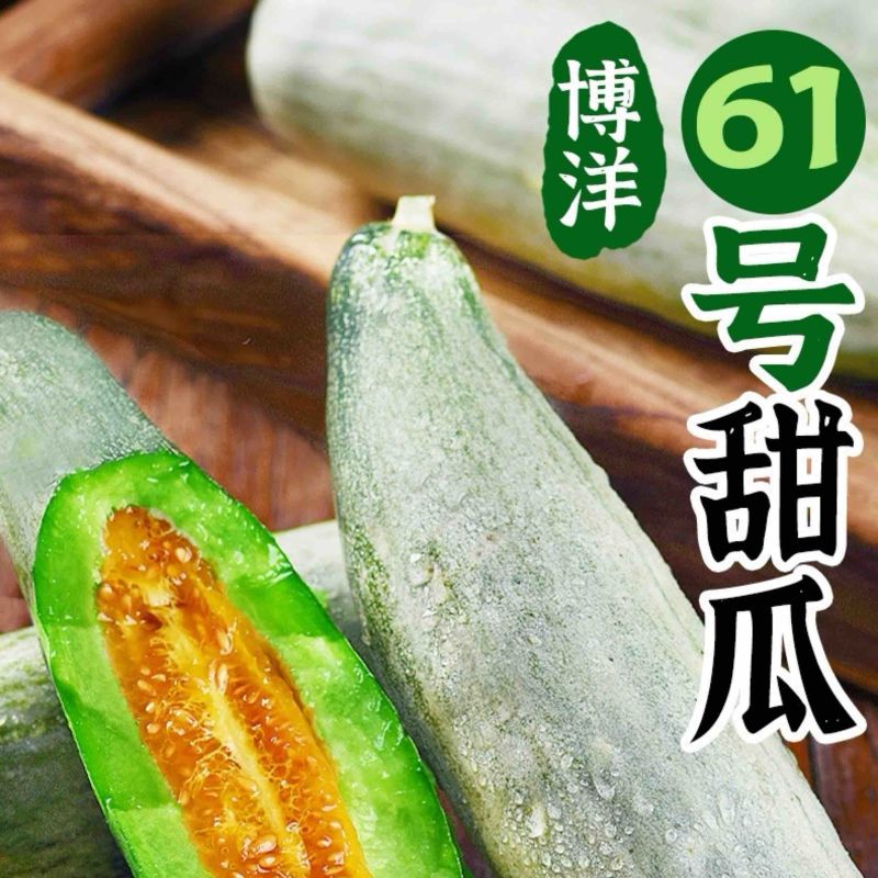 博洋61甜瓜