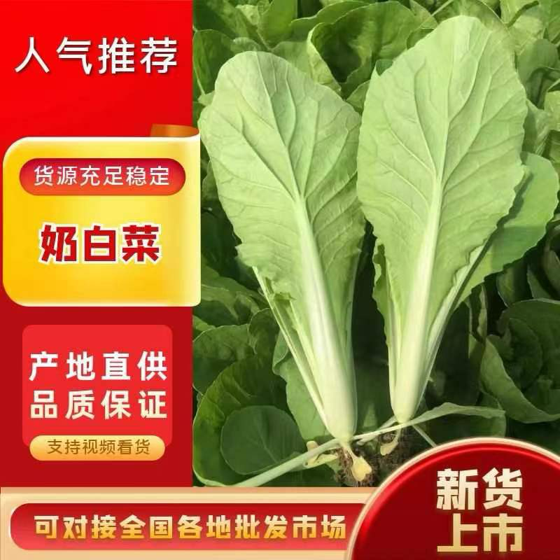 山东曹县奶白菜大量供应，产地直发，量大从优，新鲜采摘。