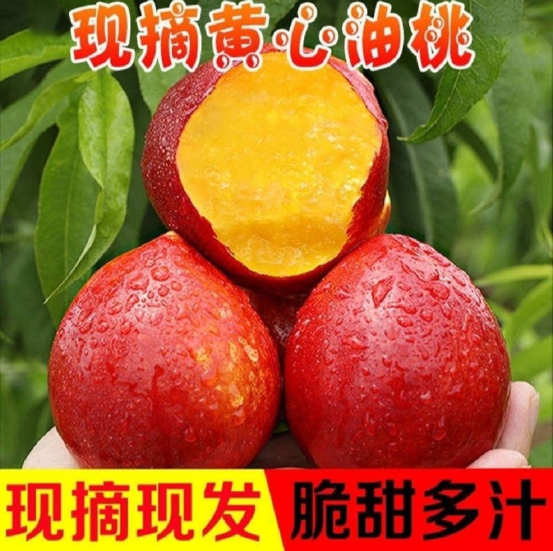 精品油桃，曙光中油杠三等各种油桃毛桃电商社团市场