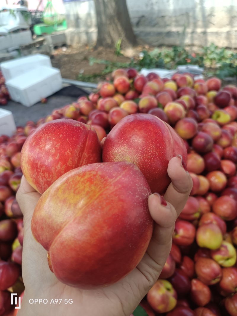 山东油桃126油桃产地现摘现发货口感脆甜硬度好可代发货欢