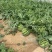 实力供货，地头起批价，量大从优，夏都特产，夏宝西瓜。