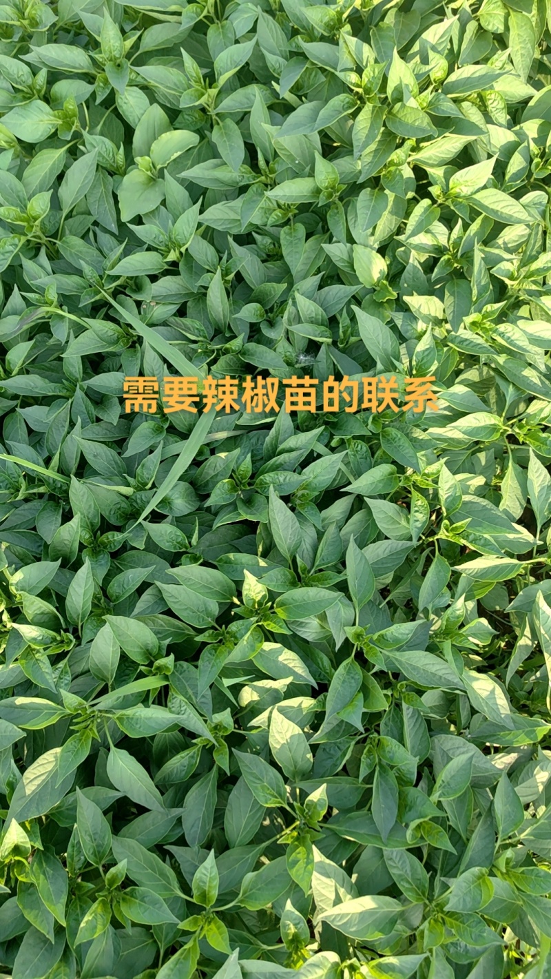 线椒苗，辣椒王苗子，818辣椒苗子，厂家发直发，价格便宜