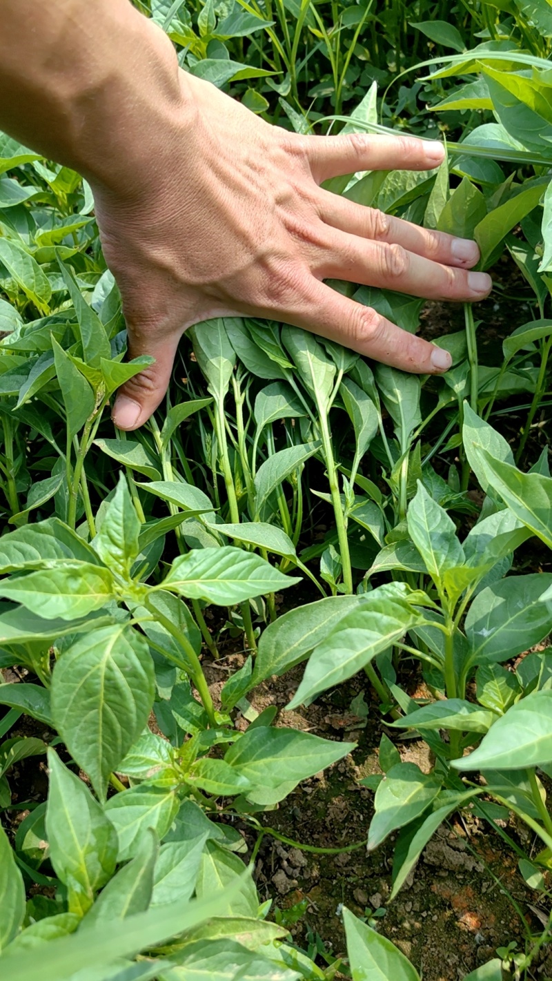 线椒苗，辣椒王苗子，818辣椒苗子，厂家发直发，价格便宜