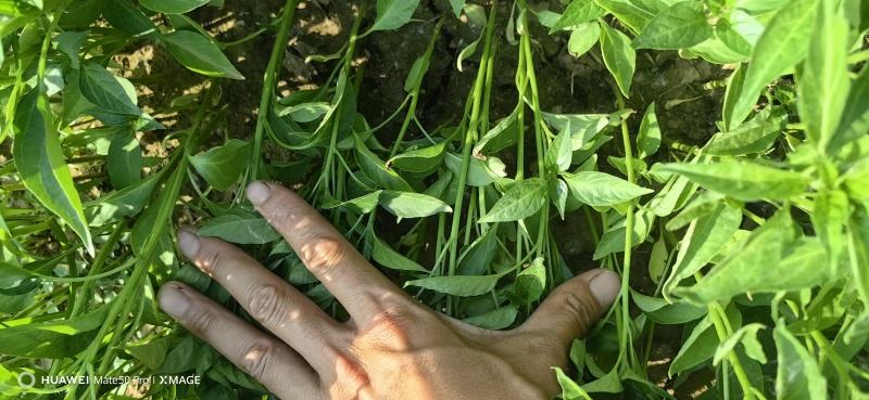 线椒苗，辣椒王苗子，818辣椒苗子，厂家发直发，价格便宜