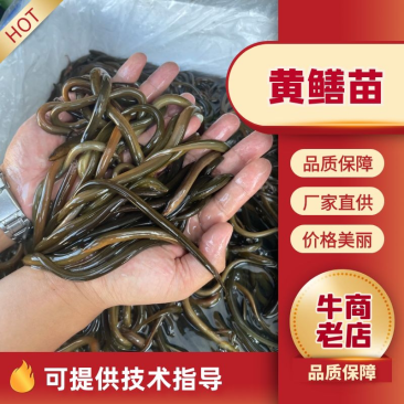 黄鳝苗泰国鳝鱼苗优质杂交鳝苗本地黄鳝苗