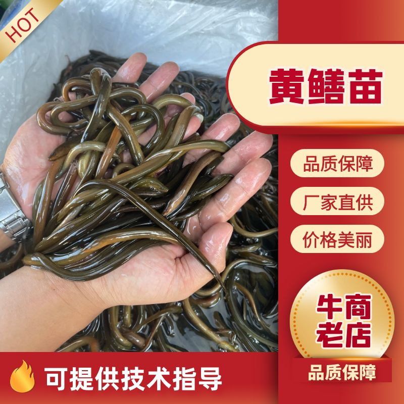 黄鳝苗泰国鳝鱼苗优质杂交鳝苗本地黄鳝苗