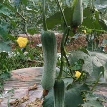 肉丝瓜（皱皮丝瓜）