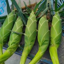 太阳花甜玉米，自己基地一手货源有需联系，市场货。