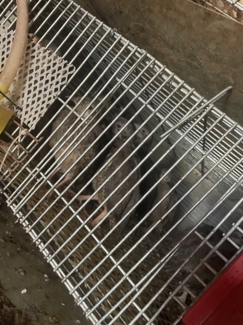 商品鹧鸪