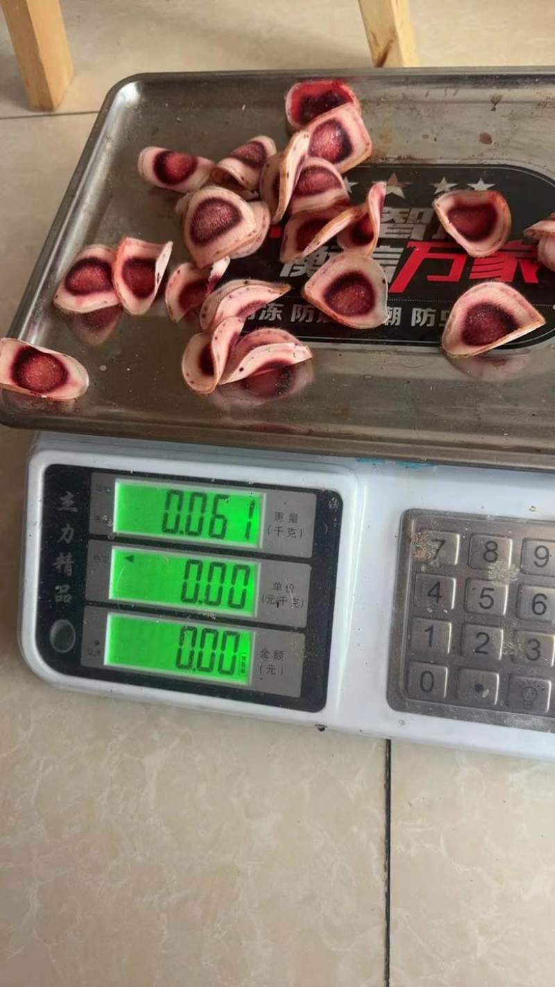 梅花鹿鹿茸中段含红量足可切钱可连刀