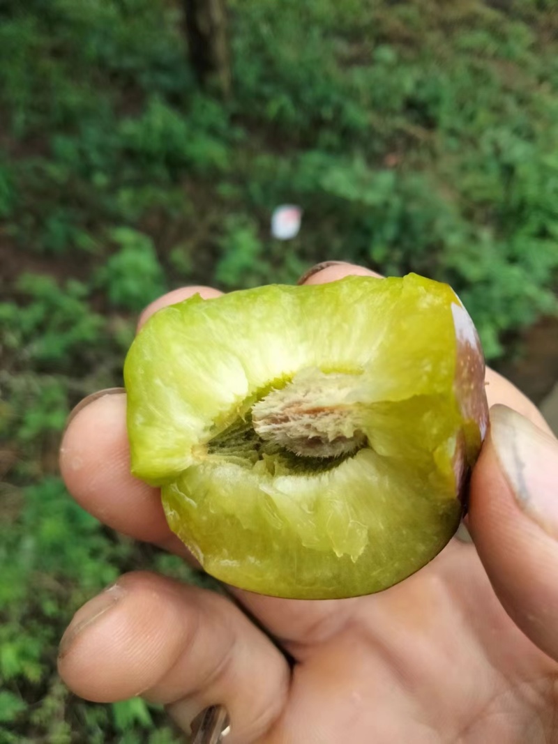 四川半边红李子大量供应/保质保量/产地直发/