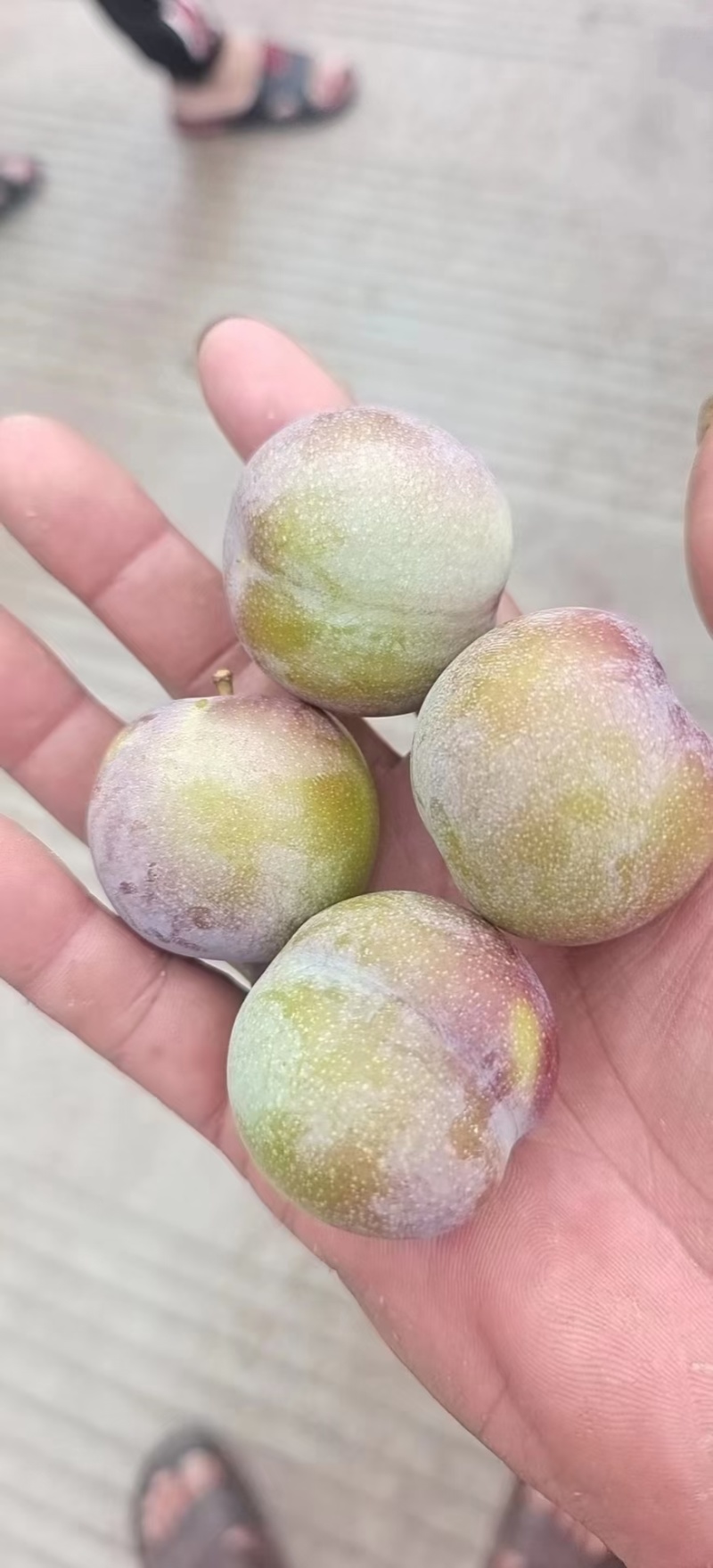 四川半边红李子大量供应/保质保量/产地直发/