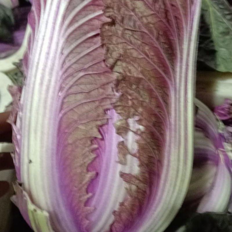 紫白菜