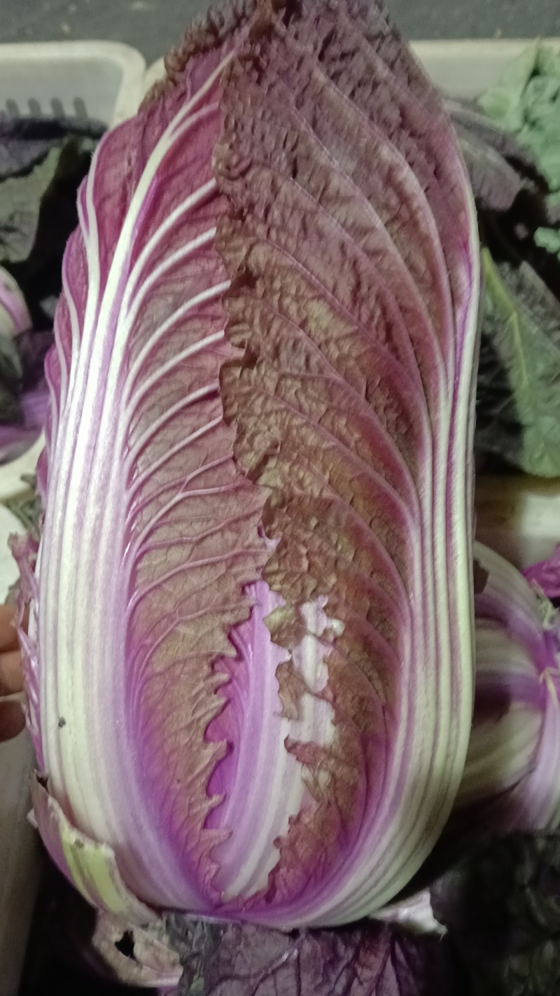 紫白菜