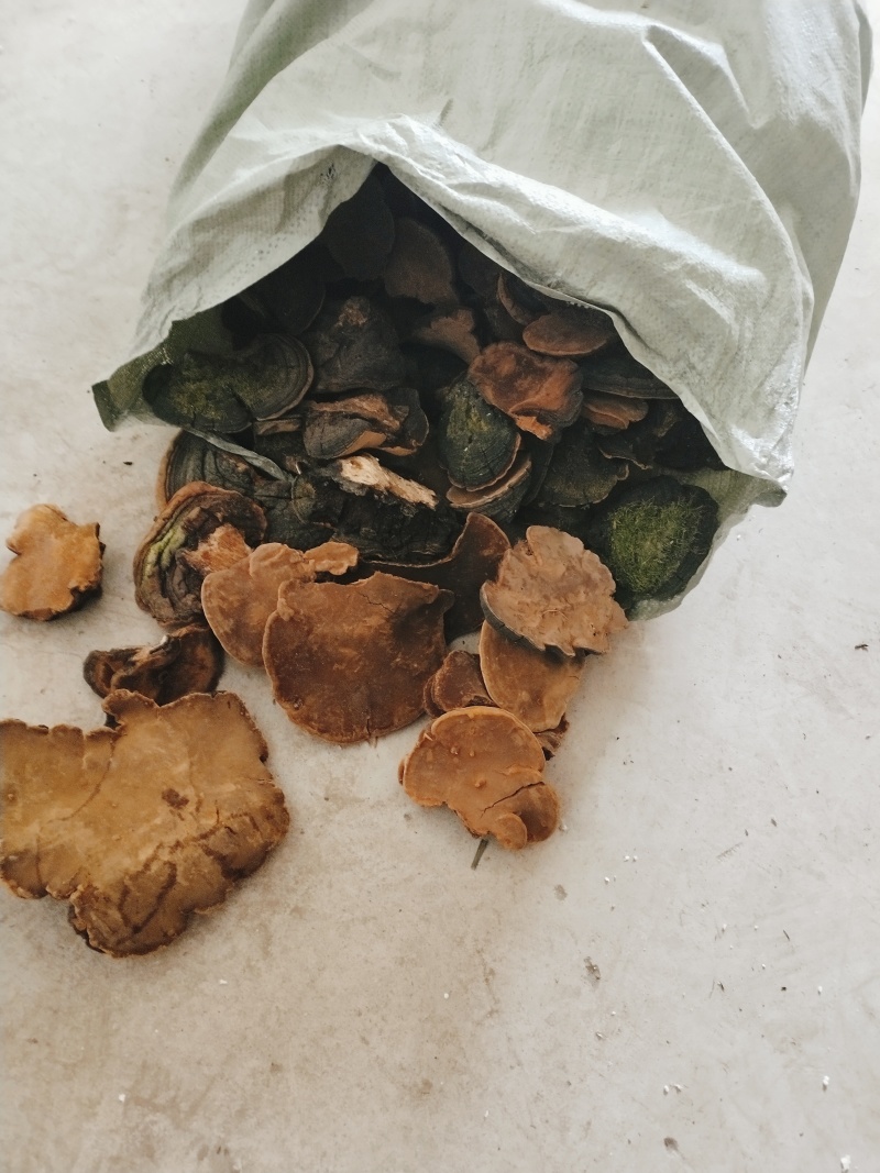 野生桑黄，产地直销