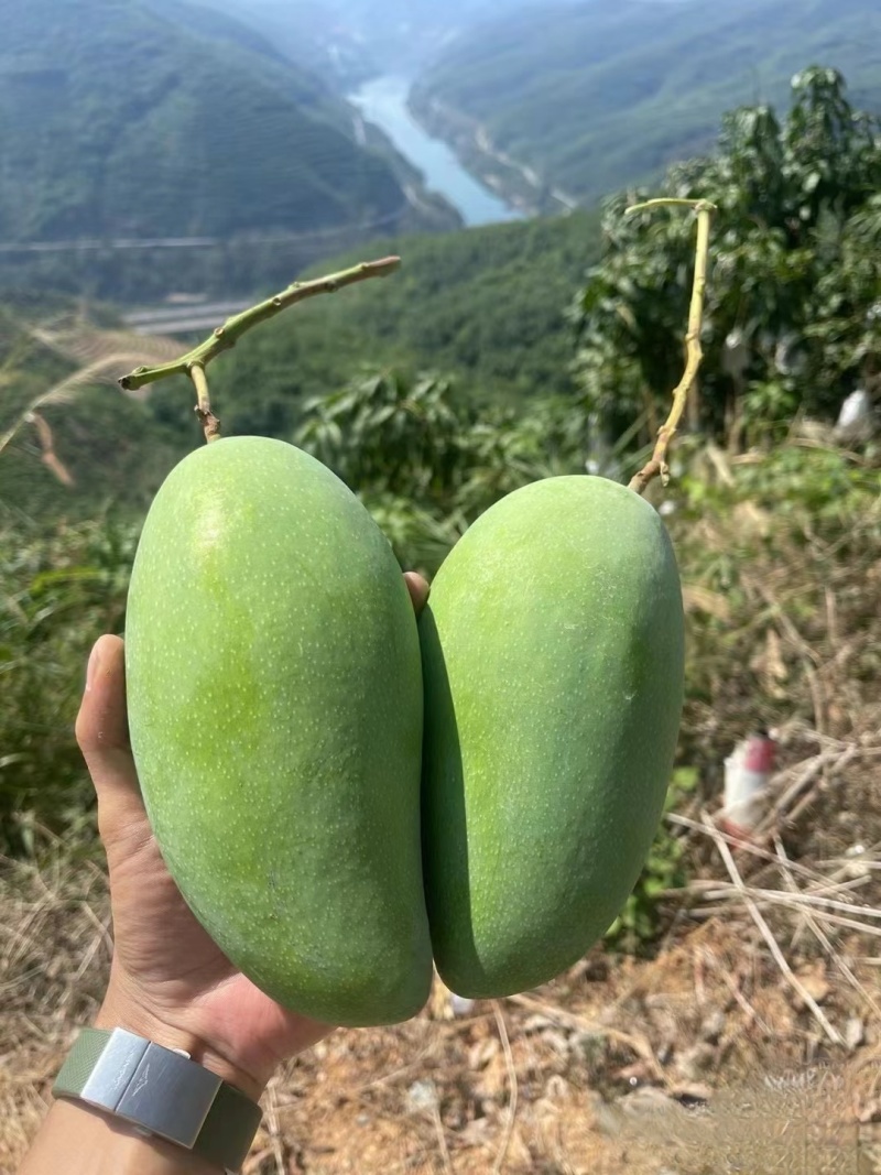 云南芒果精品大青芒大量上市皮薄肉厚货源充足量大从优