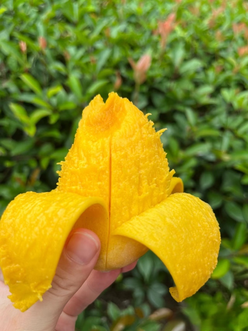 云南芒果小台芒大量上市皮薄核小香甜可口代发全国