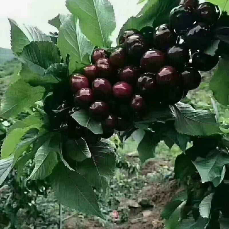 汉源车厘子(黑珍珠)，口感脆甜，产地价格，货源充足。