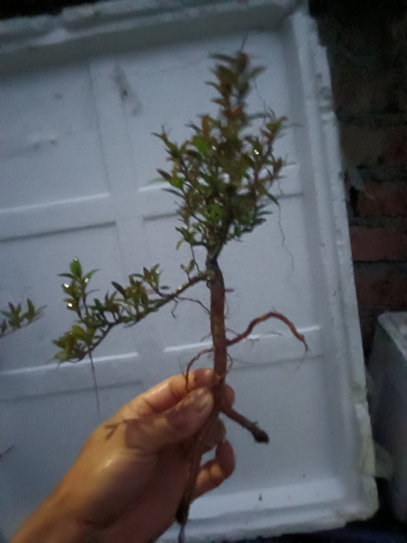 水杨梅迷你款