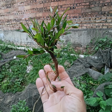 水杨梅迷你款