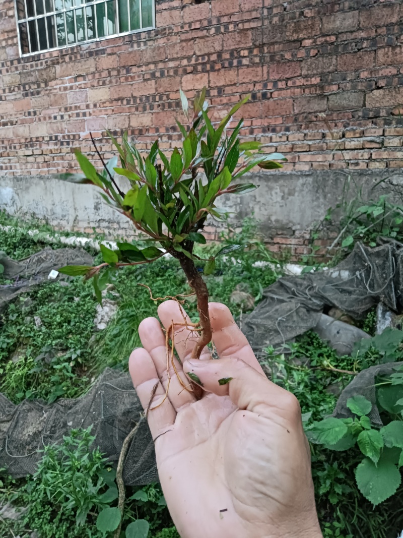 水杨梅迷你款