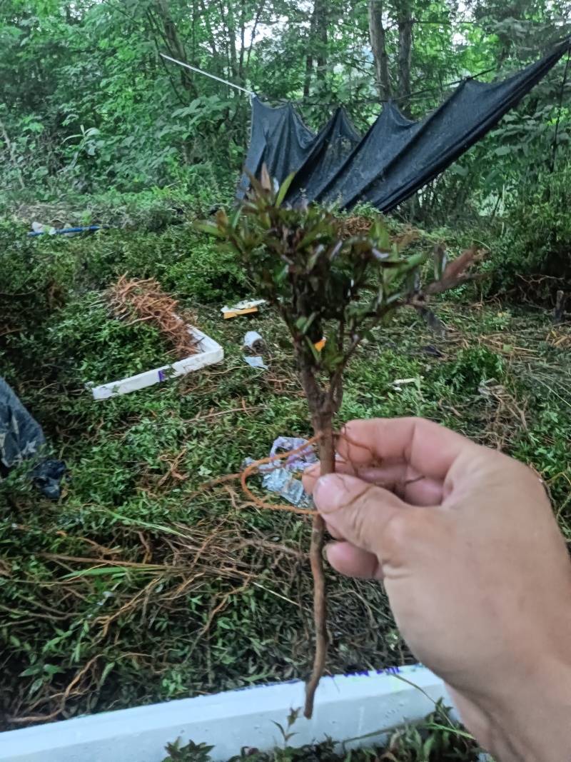 水杨梅迷你款